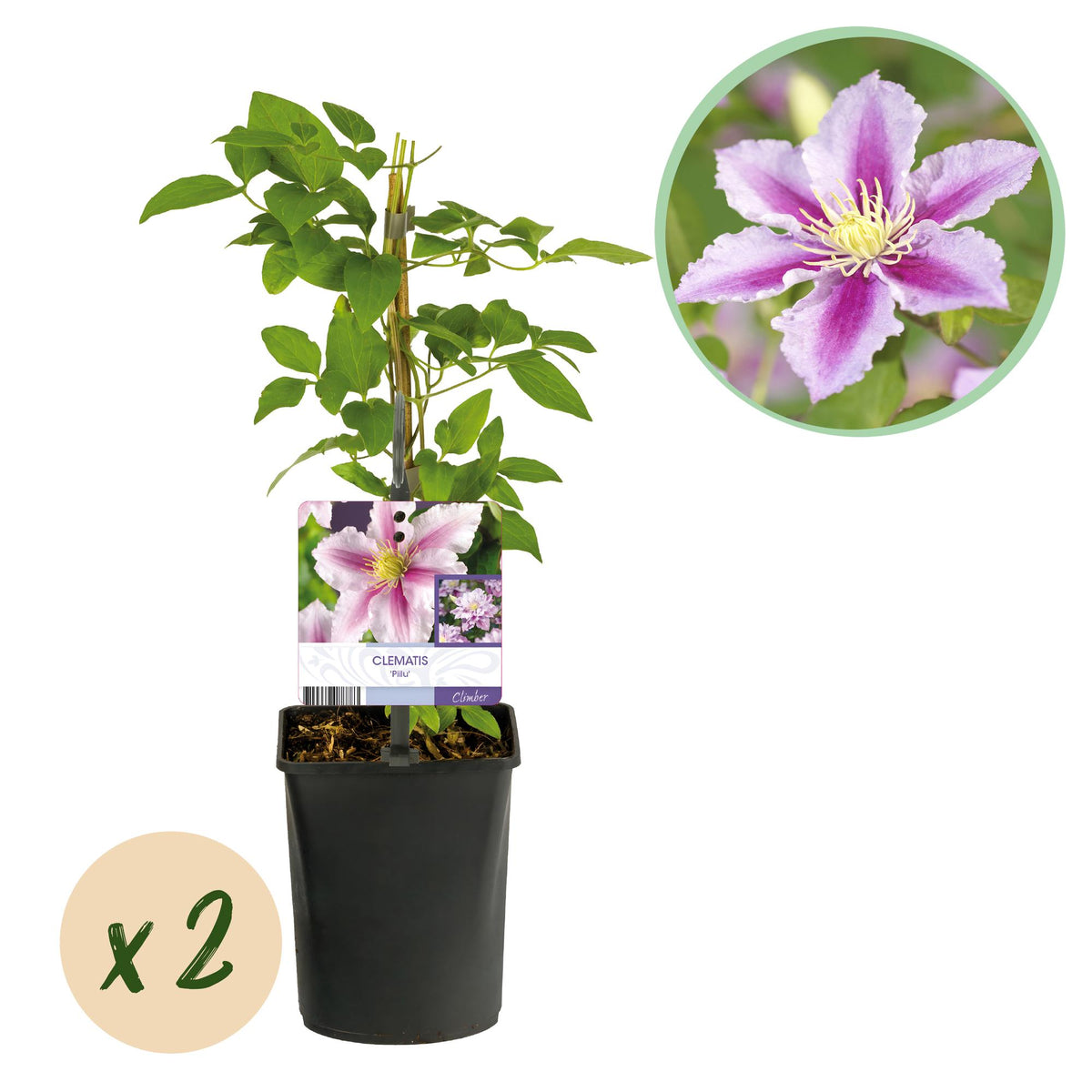 Productafbeelding van Pureplant