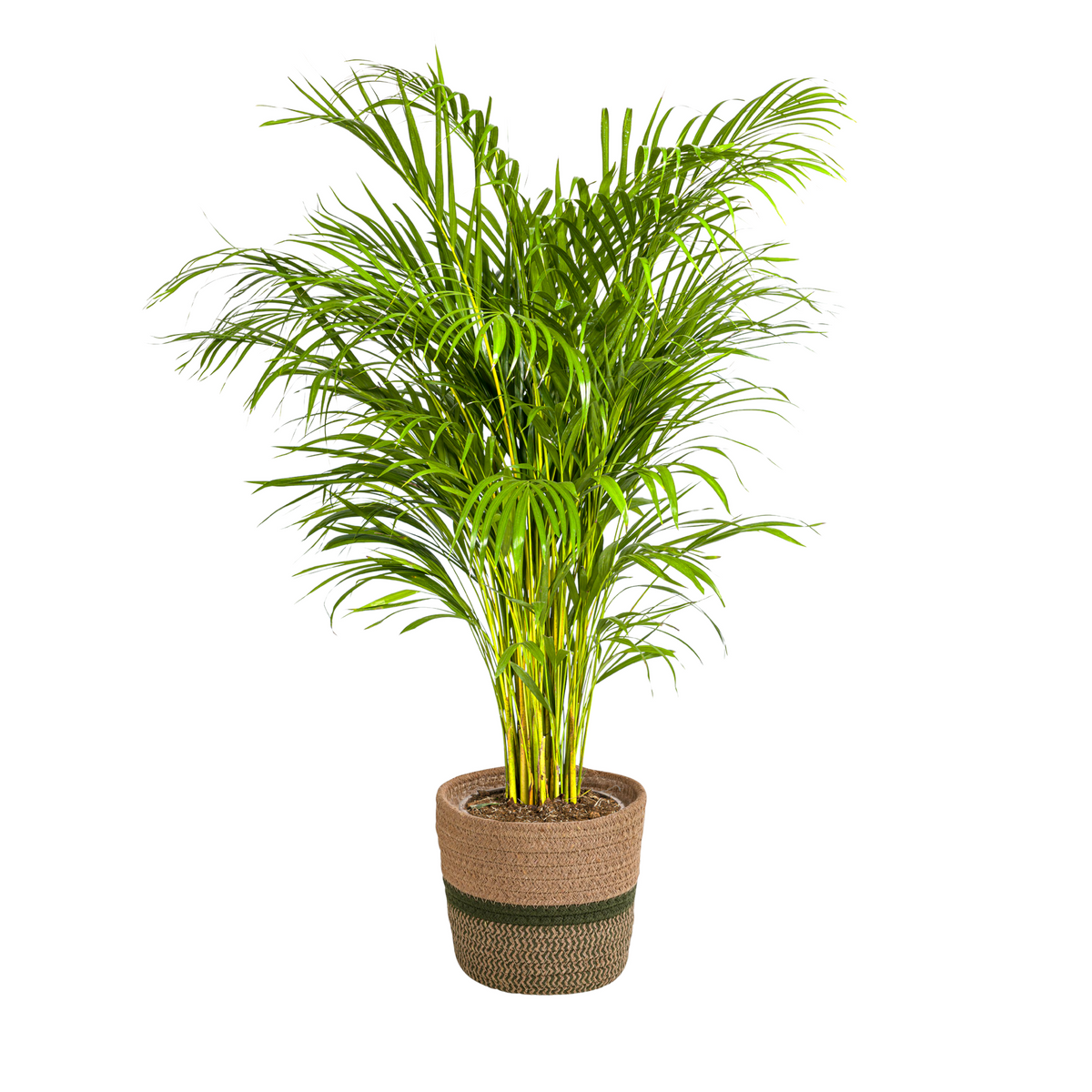 Dypsis Areca Lutescens met mand, plant in pot