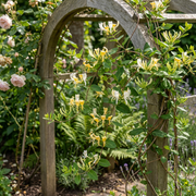 Lonicera japonica &