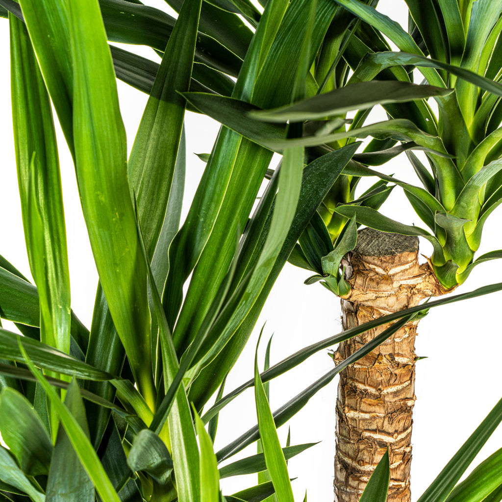 Yucca Elephantipes Vertakt met mand, kenmerkend blad