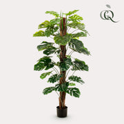 Monstera Deliciosa