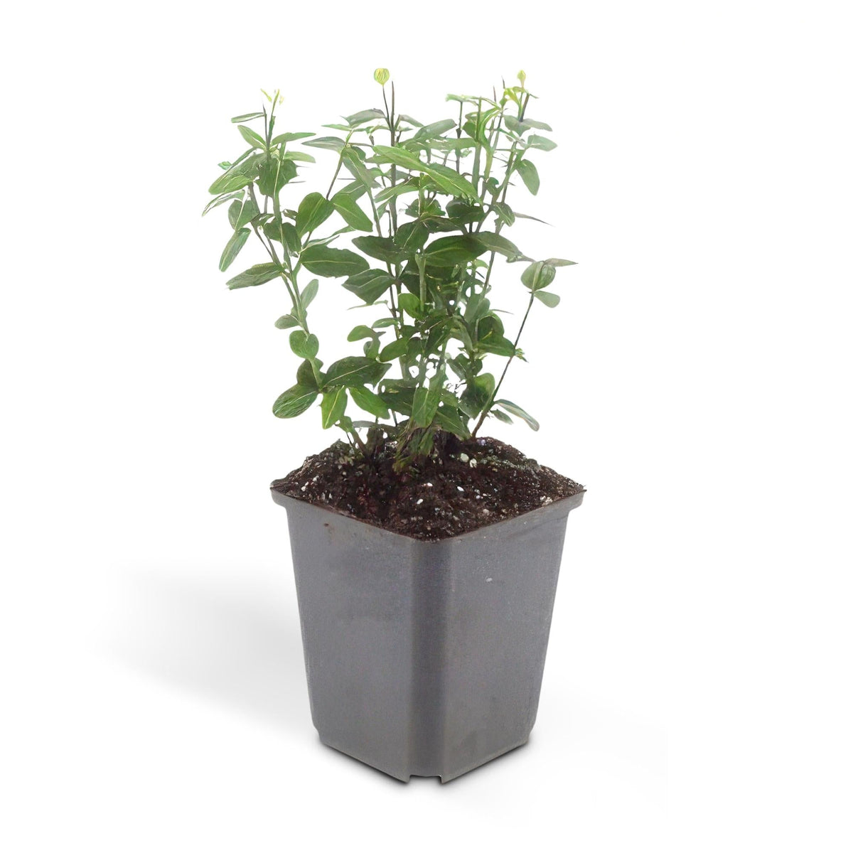 Euonymus fortunei radicans, groene bladeren