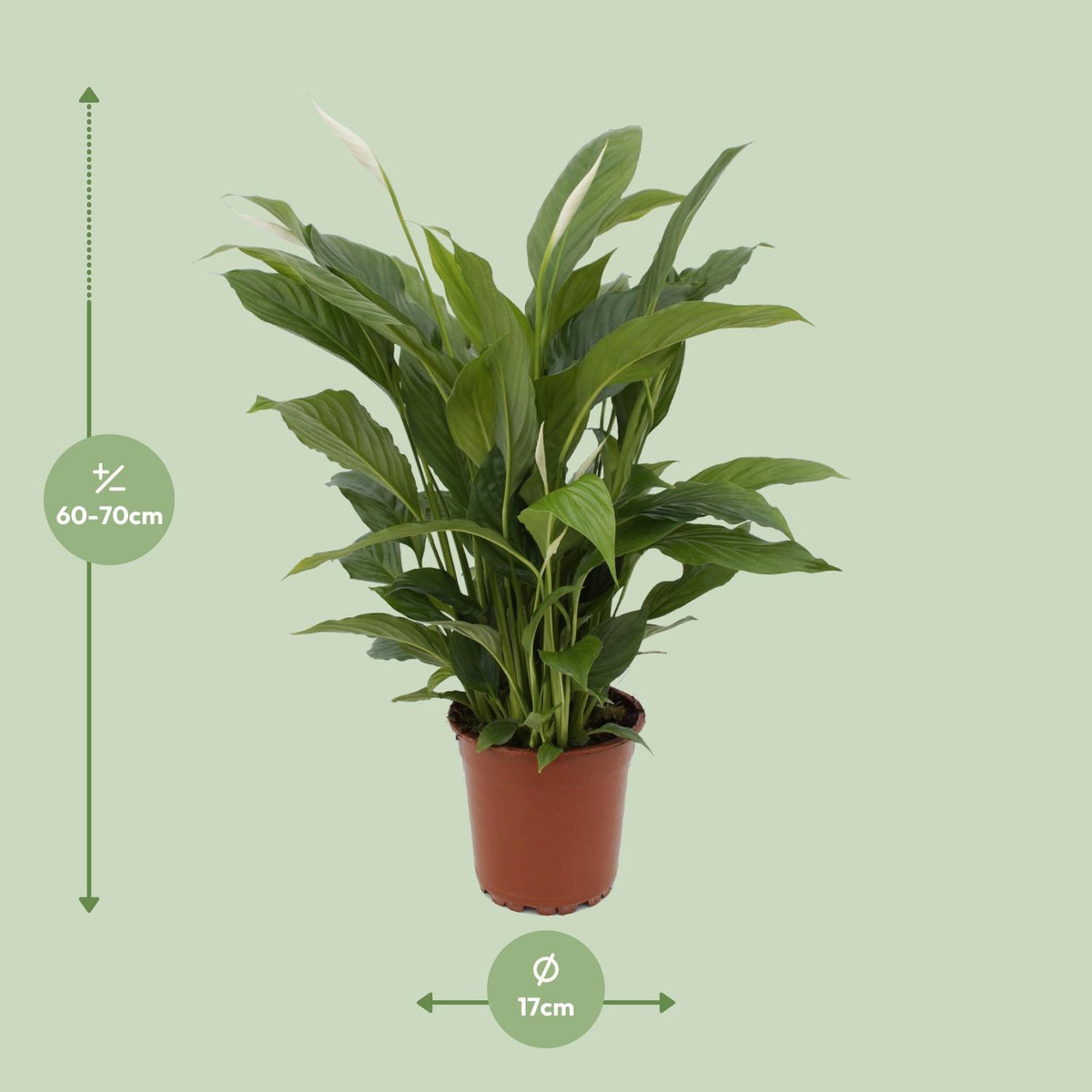 Detailfoto van Spathiphyllum Torelli