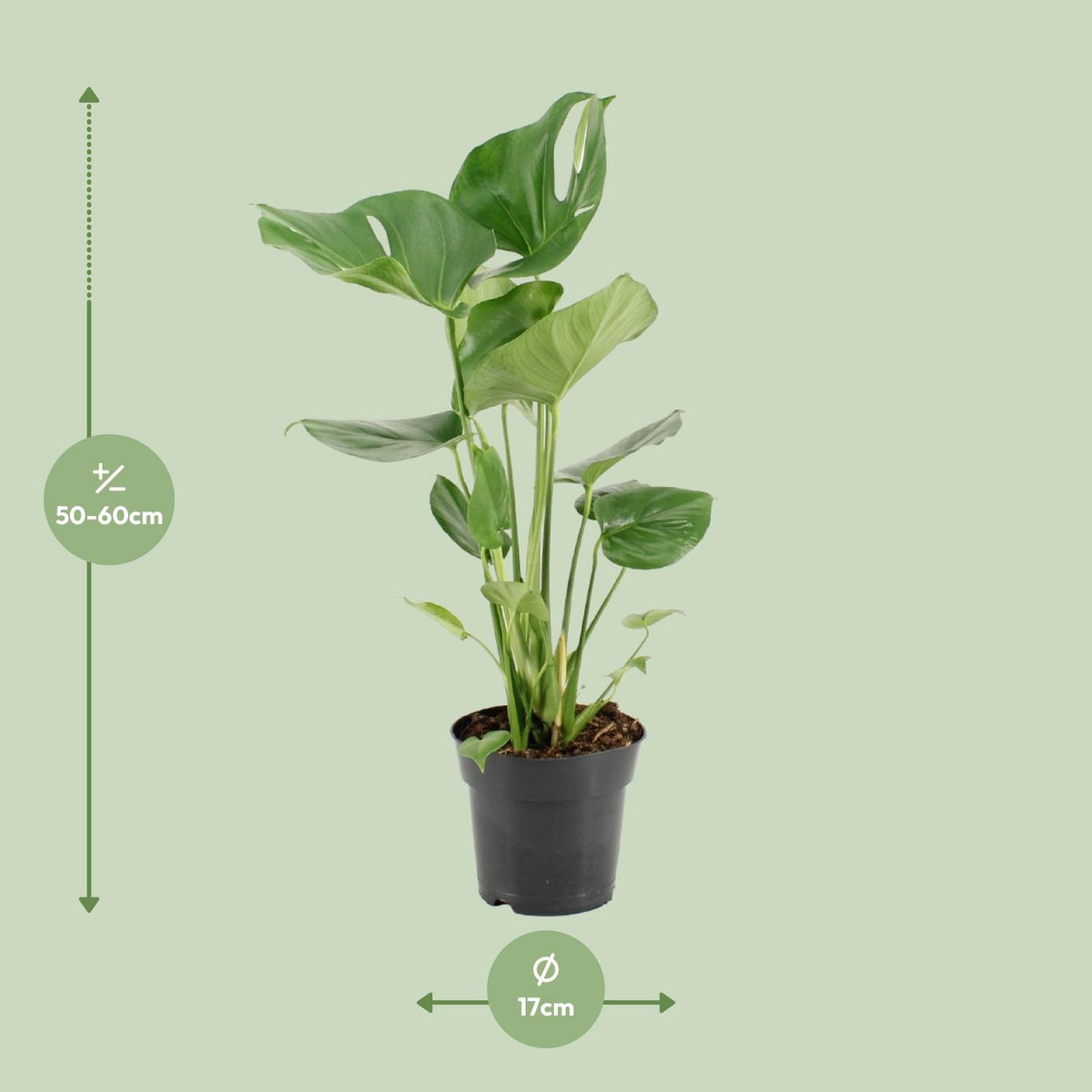 Detailfoto van Monstera Deliciosa