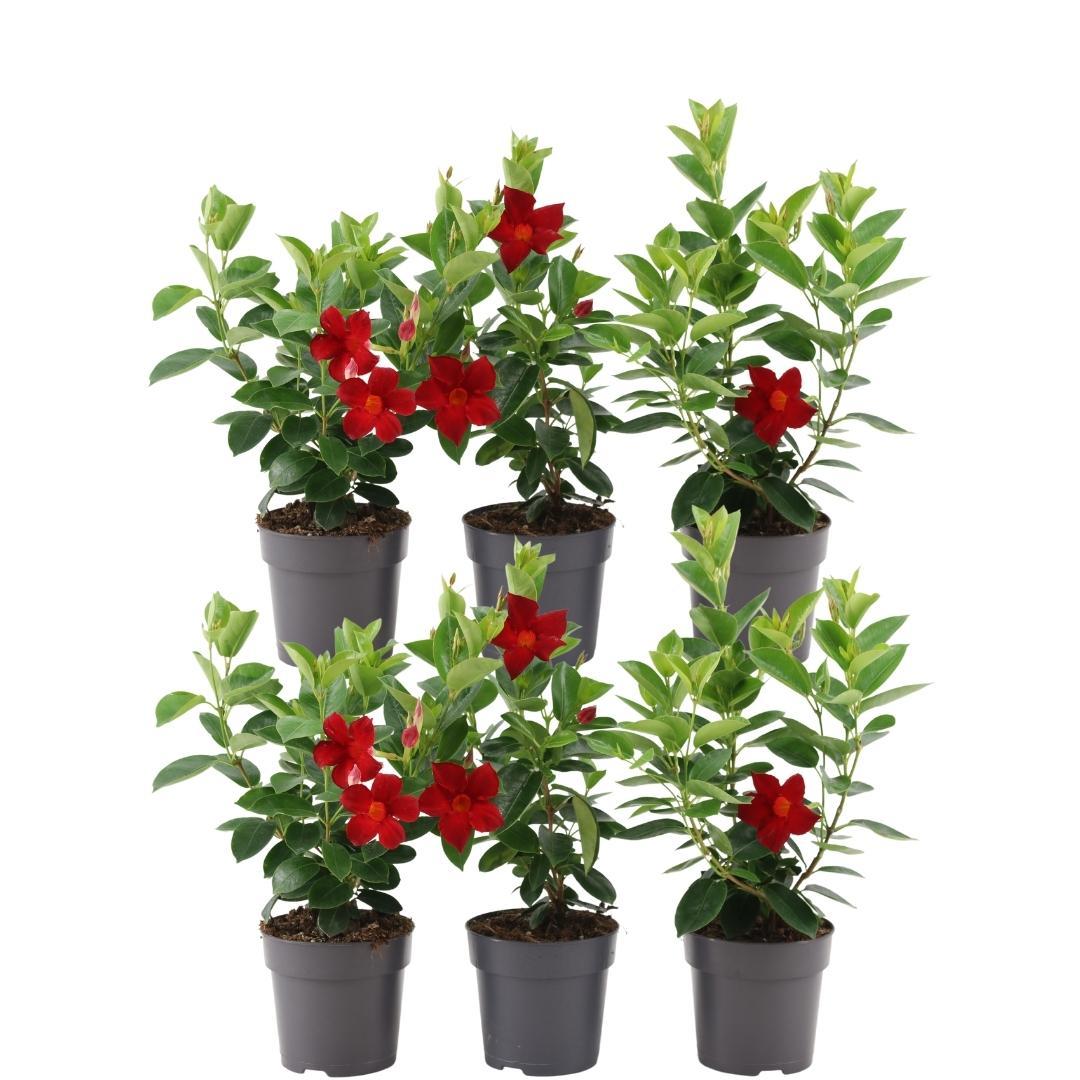 Productafbeelding van Pureplant