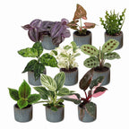 9x Baby Plants Surprise Box - Verrassingsbox kleine planten - Diversen - Tropisch - incl. Linnea Misty Blue - Ø6cm - ↕5-15cm, detail van het blad