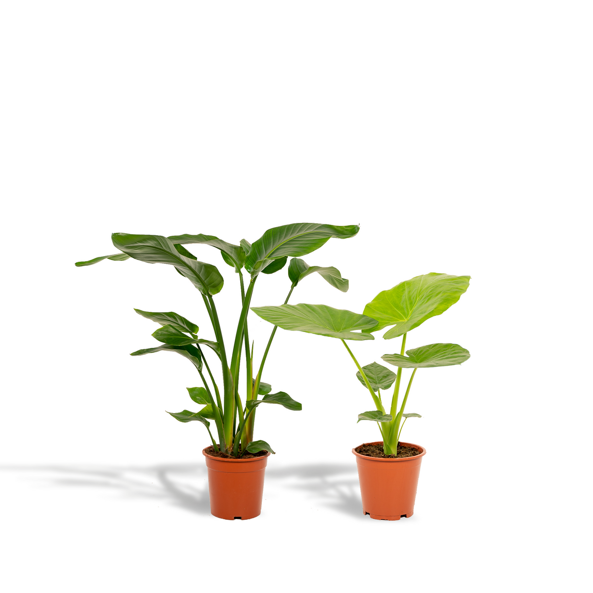 Detailfoto van Strelitzia Nicolai