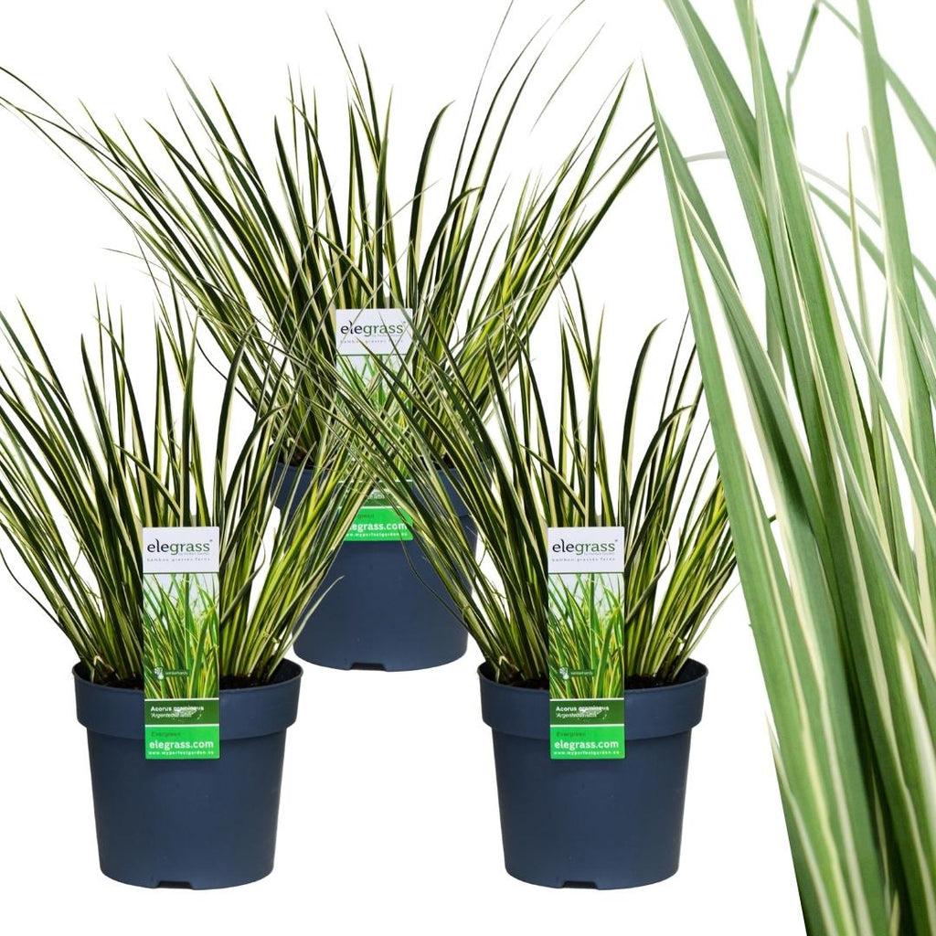 3 x Acorus gramineus 'Argenteostriatus', kenmerkend blad