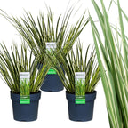 3 x Acorus gramineus 'Argenteostriatus', kenmerkend blad