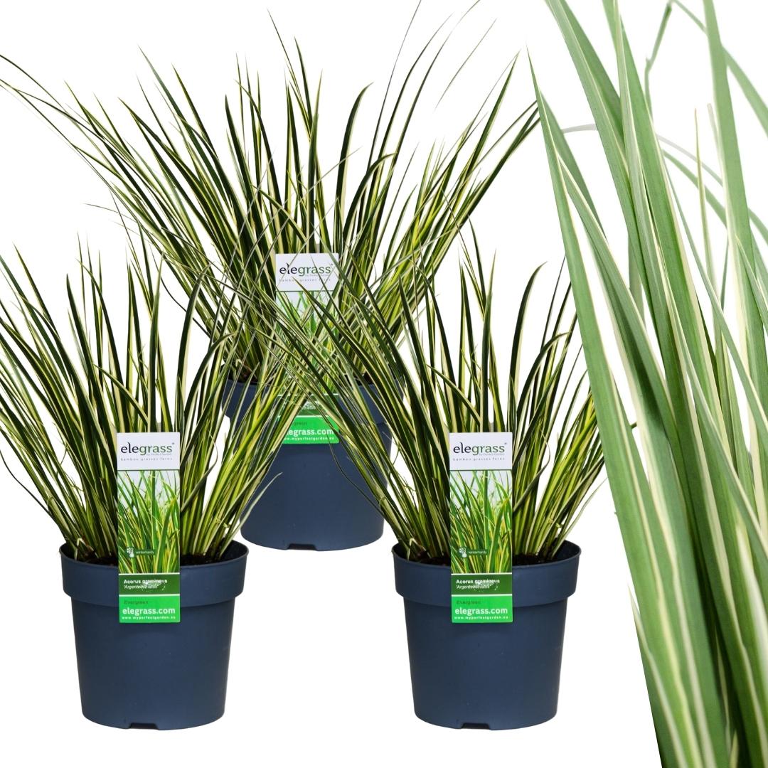 3 x Acorus gramineus 'Argenteostriatus', kenmerkend blad
