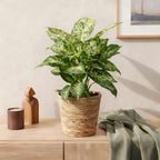 Diefenbachia Compacta, plant in pot