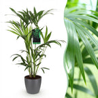 Howea Forsteriana, detail van het blad