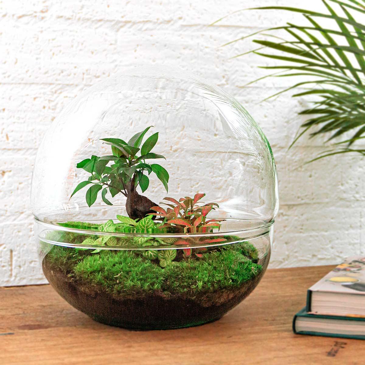 Productfoto van DIY terrarium bolglas Dome XL Bonsai, compleet gereedschap