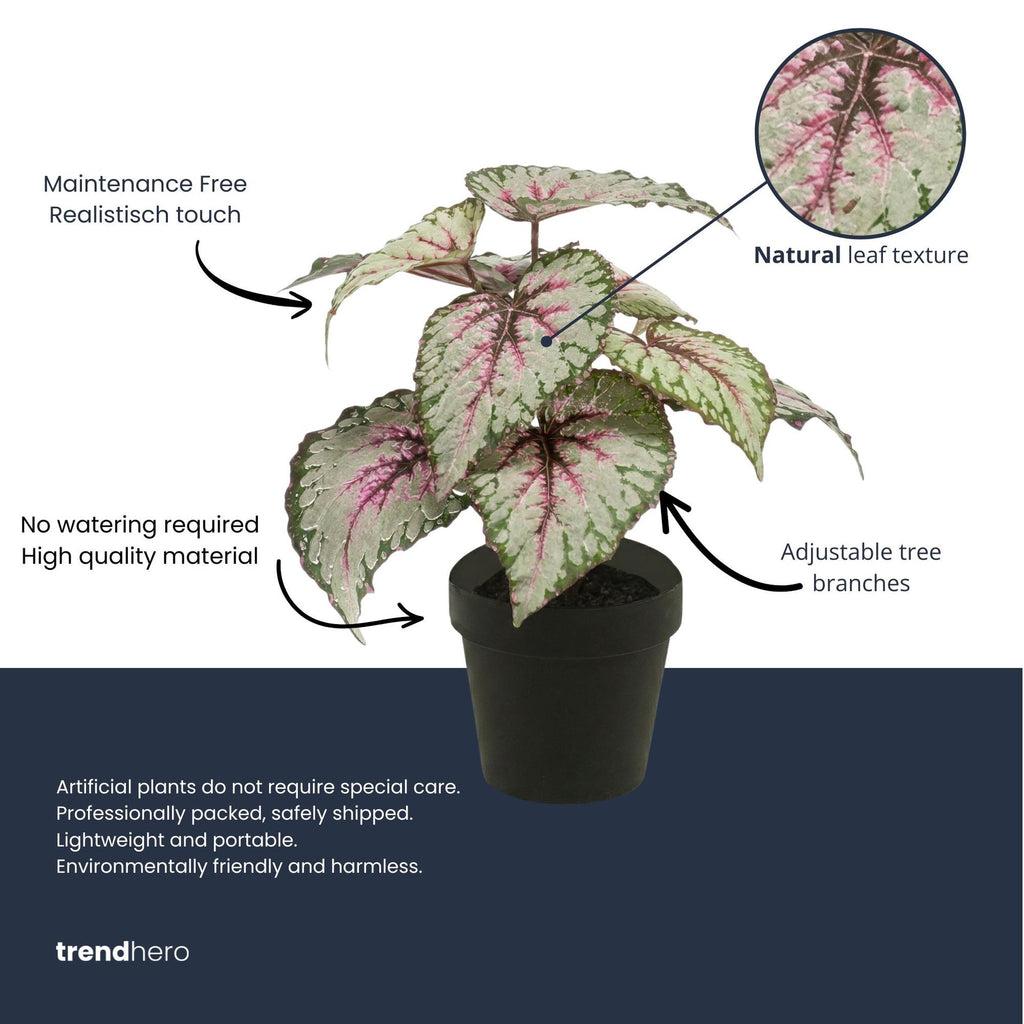 Begonia, groene bladeren