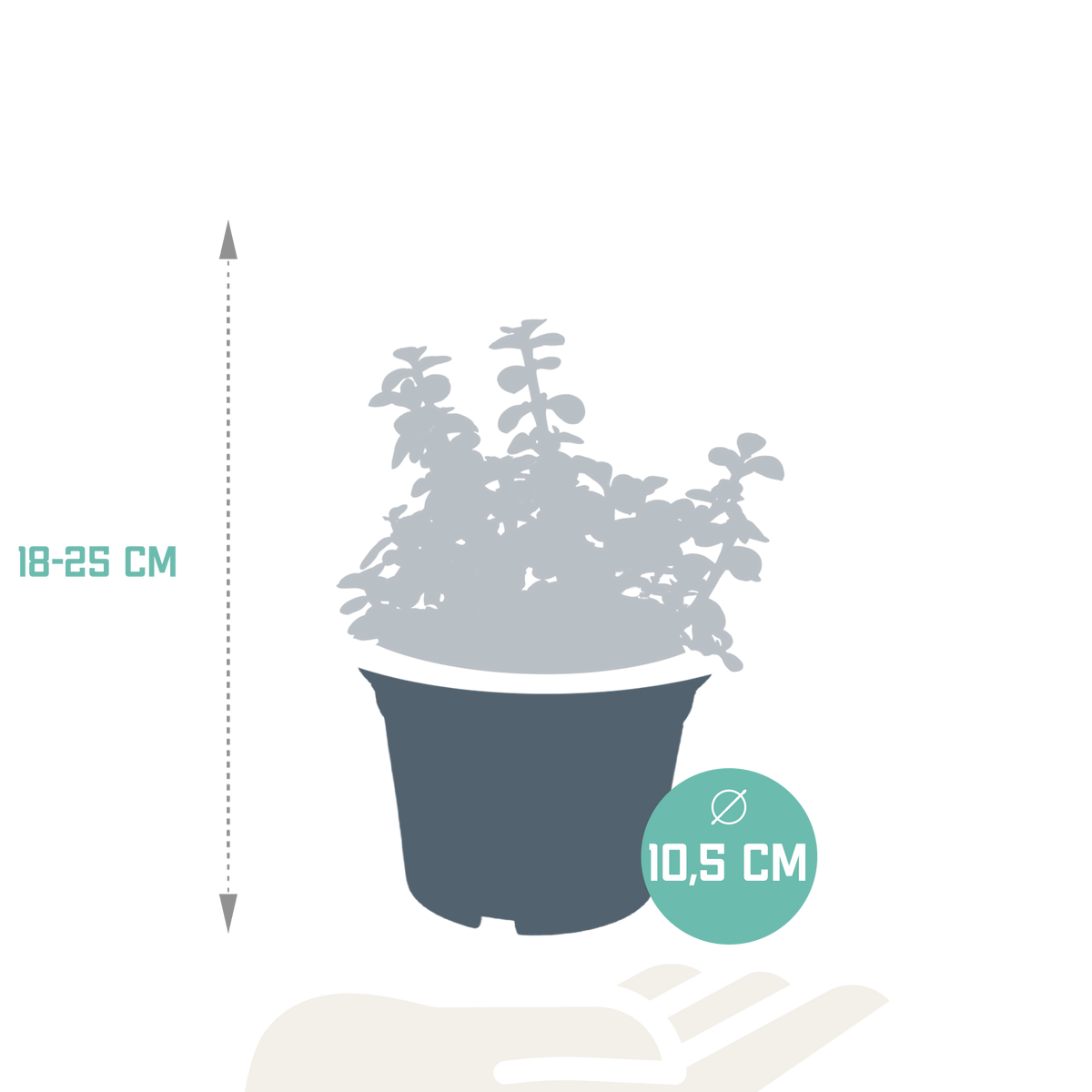 Productafbeelding van Pureplant