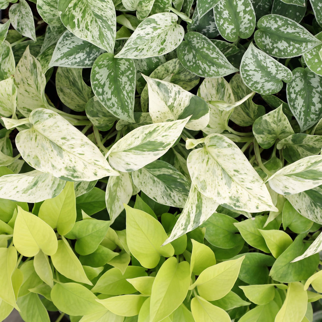 3x Epipremnum Tricolour - Geel - Groen - Creme - Tropisch - Ø6cm - ↕20-25cm, groene bladeren