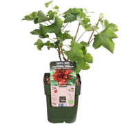 Vruchten oase, BIO fruitplanten mix van 5 soorten