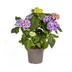 Productafbeelding van Pureplant