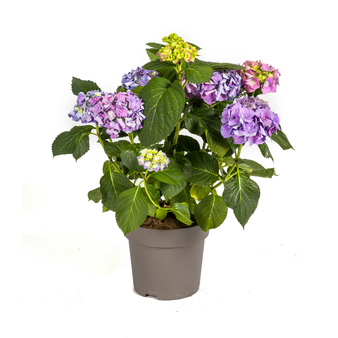 Productafbeelding van Pureplant
