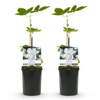 Clematis Madame Le Coultre, plant voor tuin en border