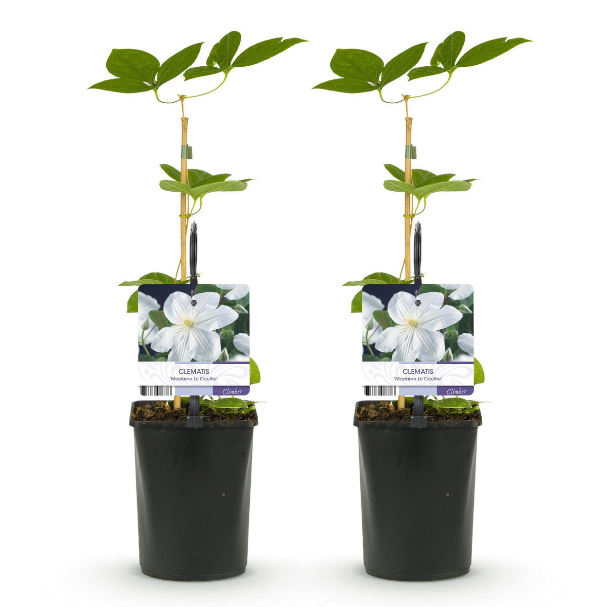 Clematis Madame Le Coultre, plant voor tuin en border