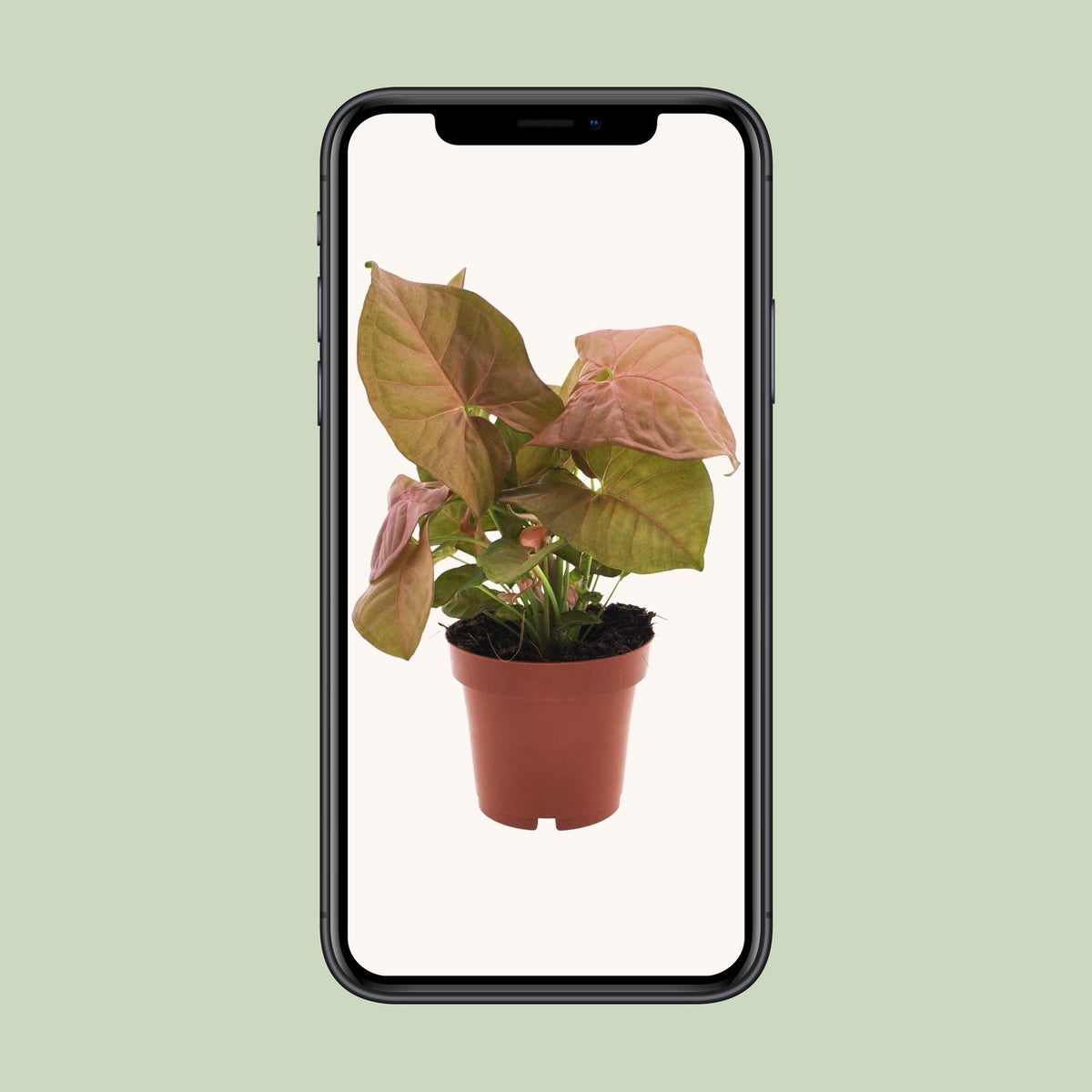 Detailfoto van Syngonium Neon