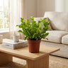 Asplenium Crispy Wave, 30 cm hoog