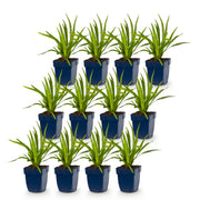 Liatris Duo - Lampenpoetserplant - Roze - Wit - 12 Planten