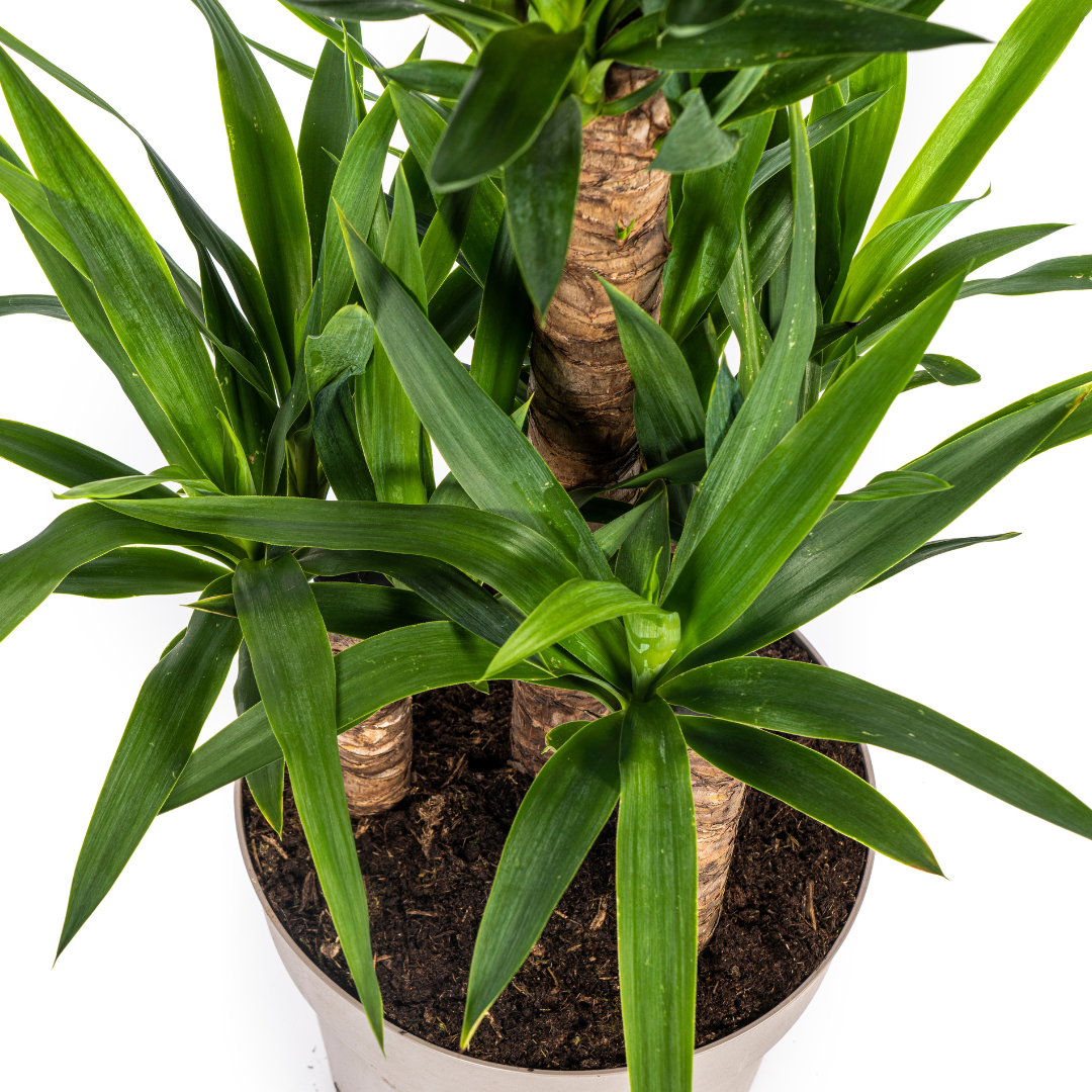 Yucca Elephantipes, groene bladeren