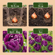 Dubbele tulp &
