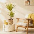 Dracaena Sunray, plant in pot