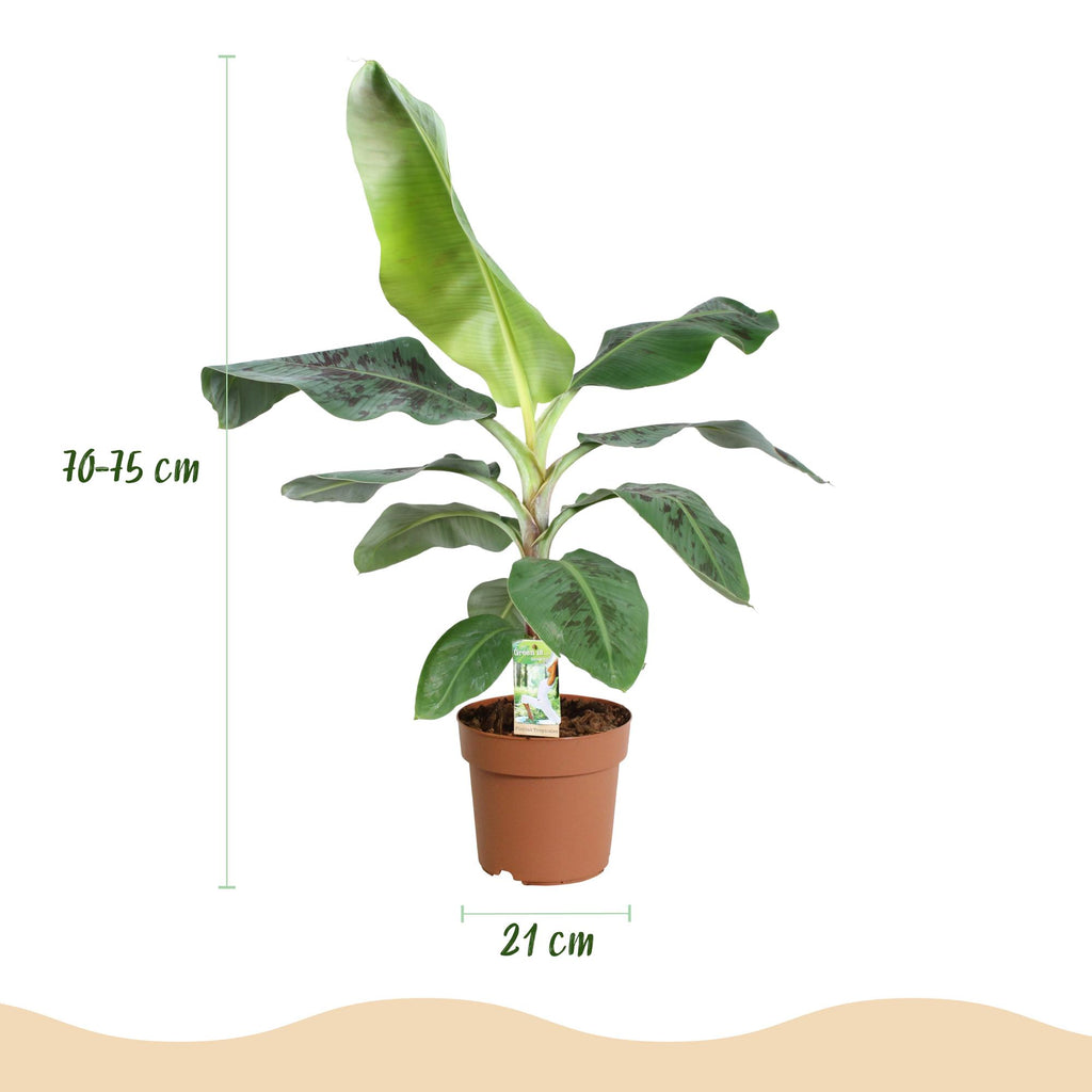 Musa acuminata Dwarf Cavendisch, groene bladeren