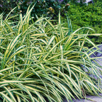 Carex oshimensis Evergold, groeiwijze van de plant