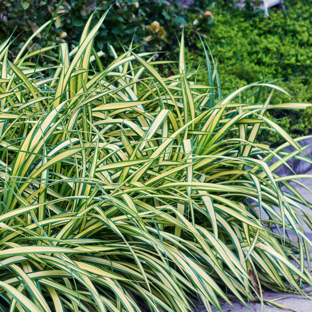 Carex oshimensis Evergold, groeiwijze van de plant