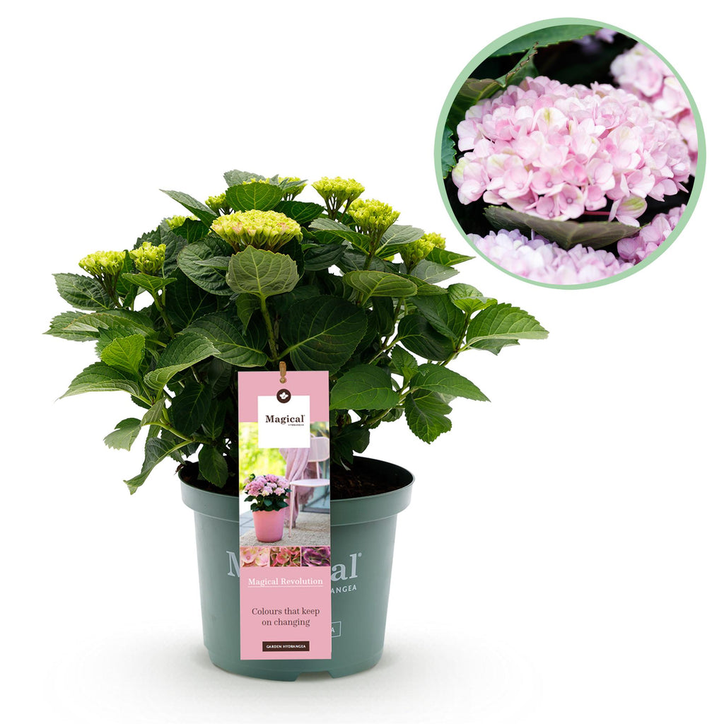 Hortensia Hydrangea Magical Revolution Pink, detail van het blad