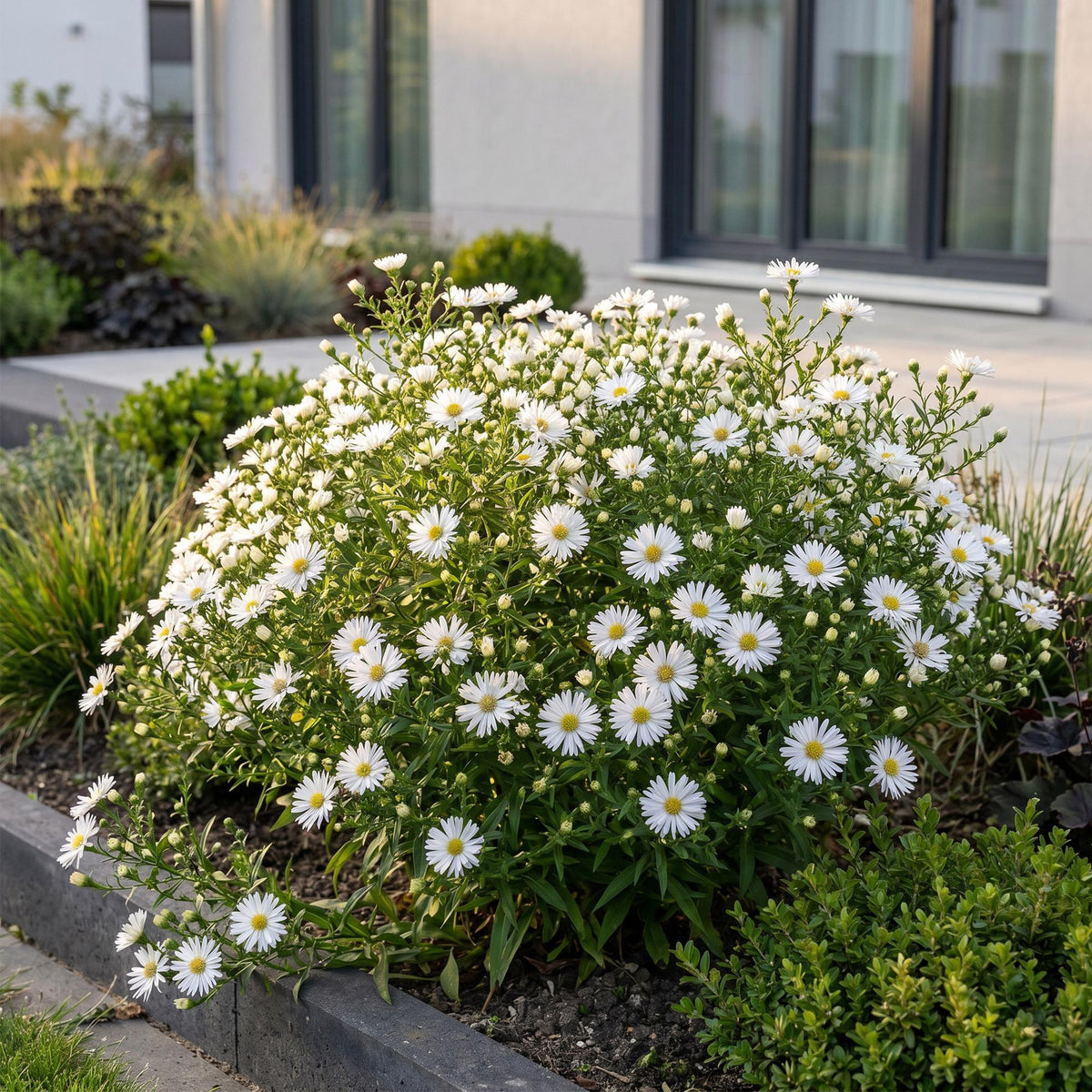 Zeeaster (D) Schneekissen, groeiwijze van de plant