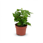 Koffieplant, detail van het blad