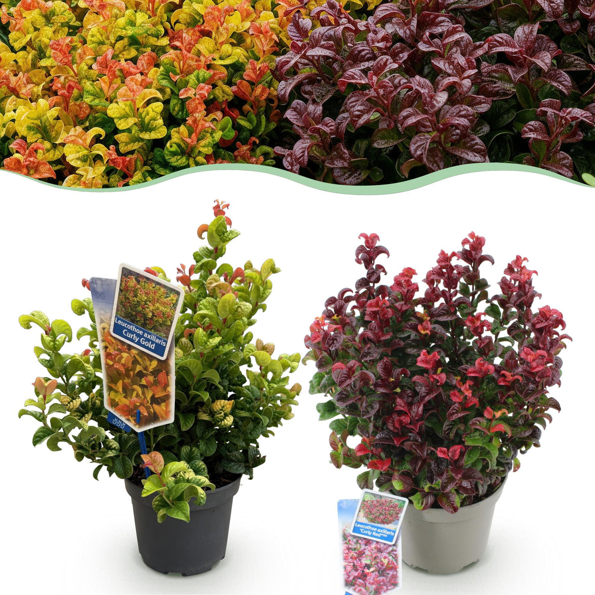 Leucothoe Curly Duo, plant in pot