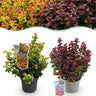 Leucothoe Curly Duo