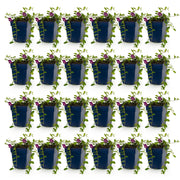 Vasteplant - Vinca minor Atropurpurea - Maagdenpalm - Bodembedekkend - Paars - 24 Planten - Pot 11cm - Hoogte 15-25cm