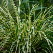 Carex morrowii Ice Dance, 50 cm hoog