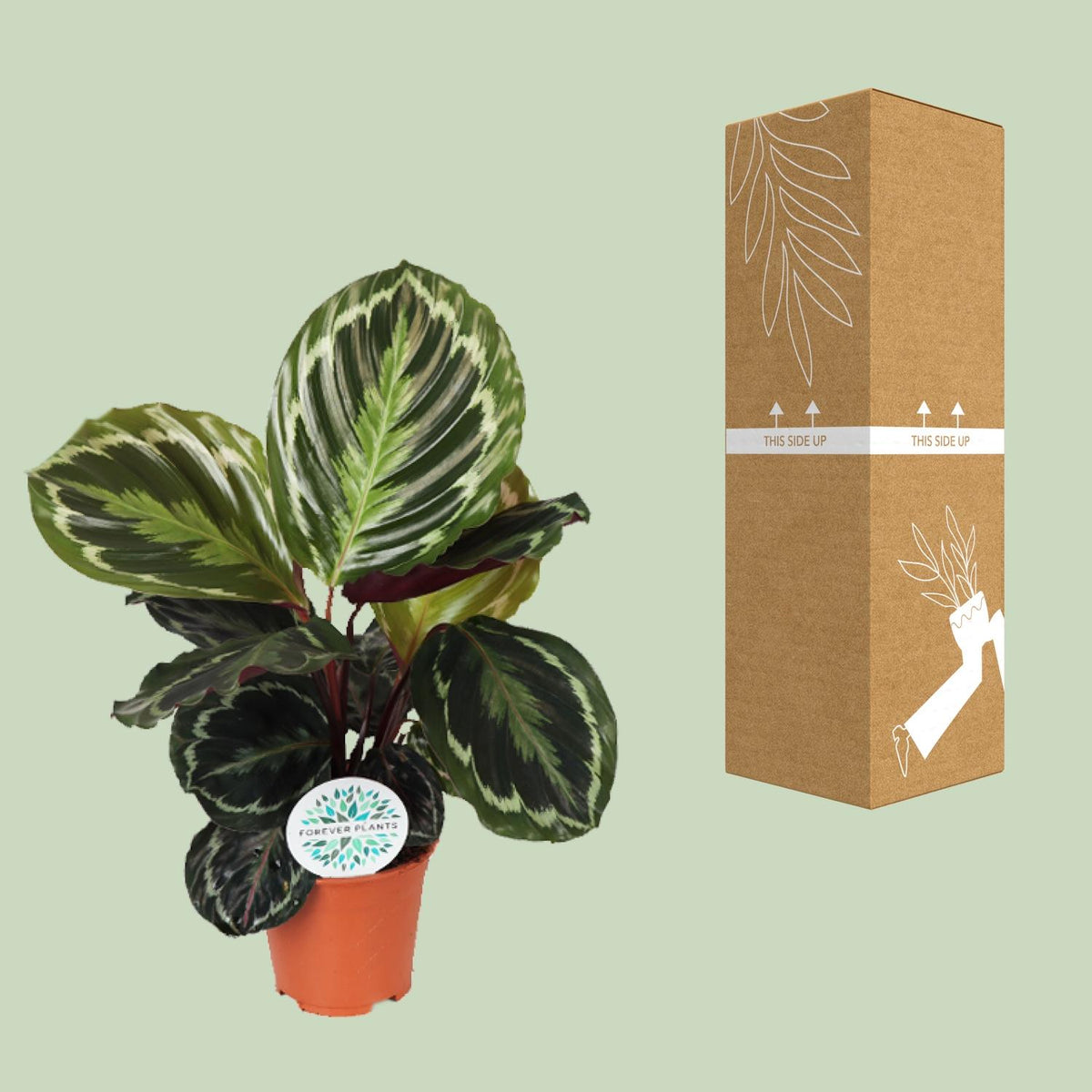 Detailfoto van Calathea Medallion
