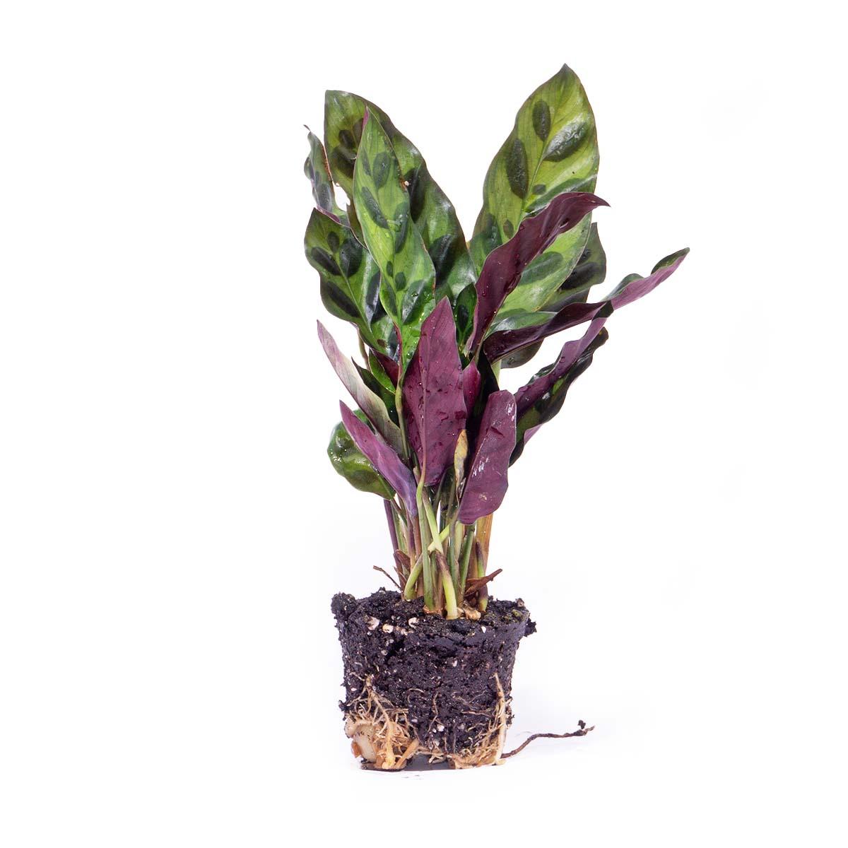 Calathea lancifolia, terrariumplant met gestreept blad, kenmerkend blad