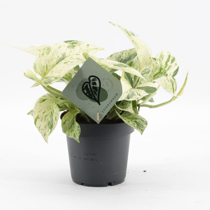 Epipremnum &