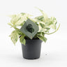 Epipremnum 'Snow Leopard' - Snow Leopard-scindapsus