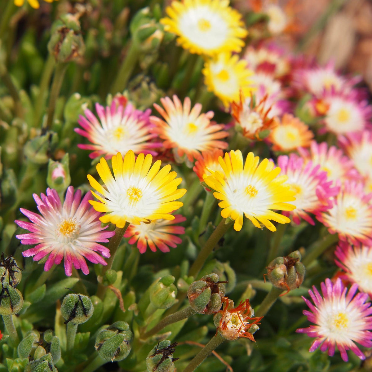 Delosperma Jewel of Dessert, detail van het blad
