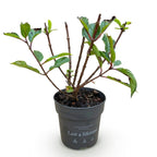 Pluimhortensia Living Little Rosy, decoratieve plant