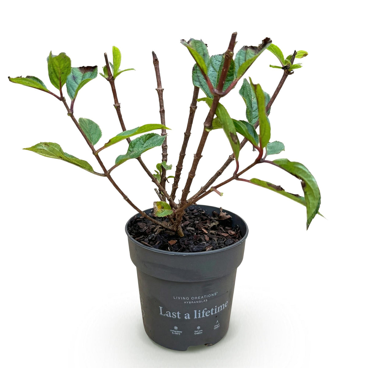 Pluimhortensia Living Little Rosy, decoratieve plant