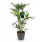 Howea Forsteriana, gezonde plant
