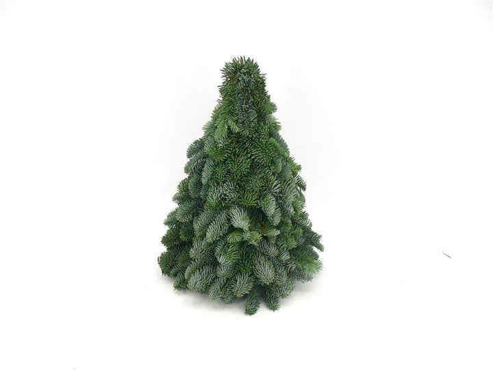 Nobilis kerstboom met geurige naalden, 40 cm hoog